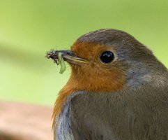 Robin5482InsectMouth.jpg