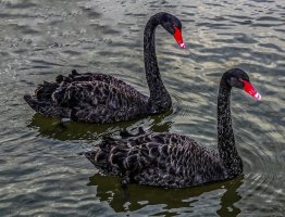 Black Swans 15-85.jpg