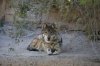 gray wolf_mexican A9420.JPG