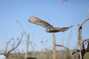 owl_great horned A9436.JPG