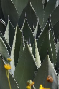 Huachuca Agave A9493.JPG