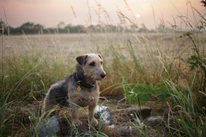 Polly Sunset-2 1000.jpg