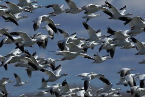 Snow geese 4026.jpg