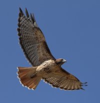 0267-Hawk-c1s.jpg