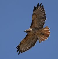 273-Hawk-c1s.jpg