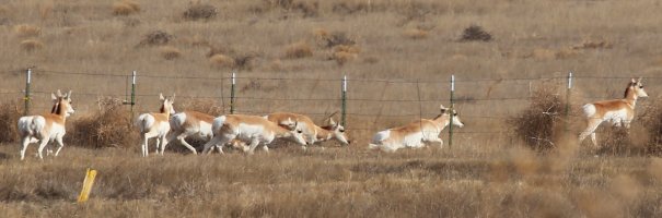 Antelope-under-fence-c1bcs.jpg