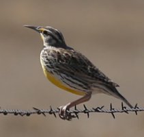 1437-Perched-c1.jpg
