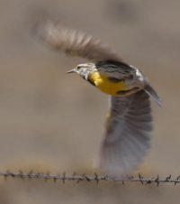 1443-Flight-c1.jpg
