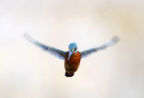 Kingfisher.jpg