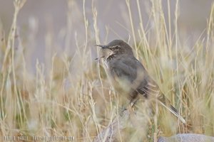gaucho serrano 9 copy.jpg