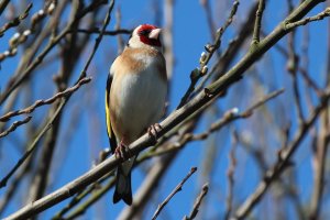 IMG_8353GoldFinch.jpg
