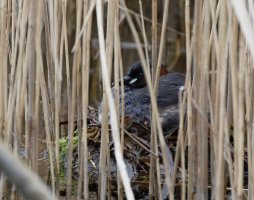 Little_grebe_on_nest_3Q7A0790_Cropped.jpg