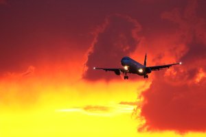 sunbird2.jpg