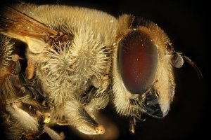 2013-06-19 Eristalis Blinde bij Stacked.jpg