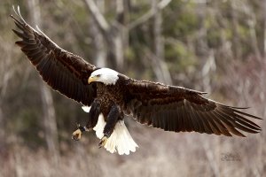 r1080 Mar 26 2016_MGL0218.jpg