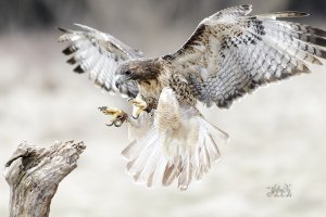 r1080 Mar 26 2016 dated signed_MGL0045.jpg