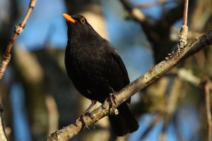 Blackbird_2.jpg