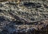 Sagebrush Lizard 135Z 6D.jpg