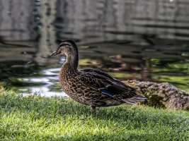 Mallard Hen 135Z 6D.jpg