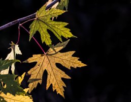 Maple Leaf 135Z 6D 1.jpg