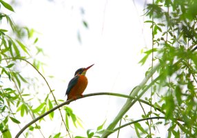 Kingfisher.JPG