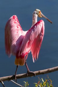 Roseate Spoonbill.jpg