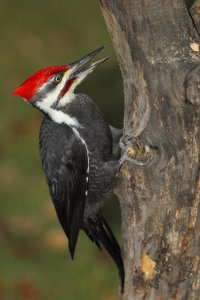Pileated_fill flash2_1726.JPG