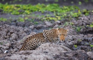 Leopard.JPG
