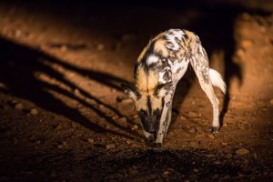 Wild dog.JPG
