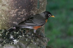 Robin 4-9-2016 1.JPG