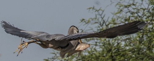 heron flying fish.jpg
