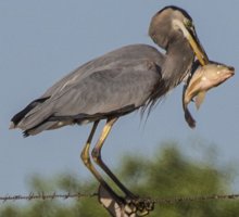 heron with fish3 a.jpg