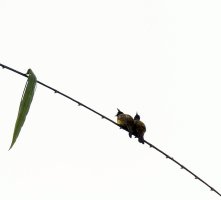 BlackCrestedbulbuls_3Q7A1737-DxO.jpg