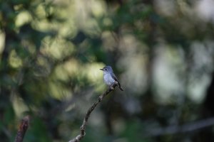AsianBrownFlycatcher_3Q7A1560-small.jpg