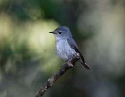 AsianBrownFlycatcher_3Q7A1560-DxO.jpg