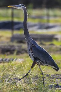 great blue bubble pond sedona.jpg