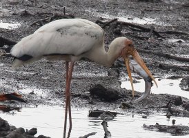 PaintedStork+Fish_3Q7A1349_vcrop.jpg