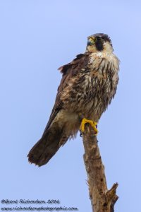 peregrine falcon 2 - Copy.jpg
