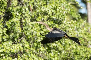 CR Anhinga.jpg