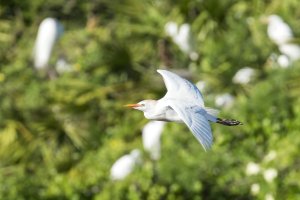 CR Cattle Egret.jpg