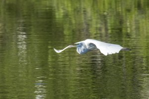 CR Great Egret.jpg