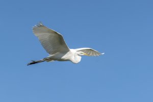 CR Great Egret 2.jpg
