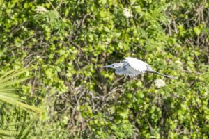 CR Little Blue Heron.jpg
