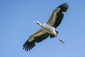CR Wood Stork.jpg