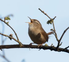 wren_eyesclosed_2428.jpg