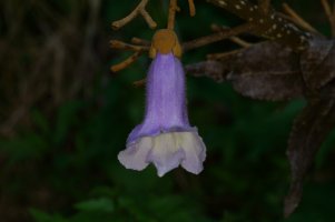 Wierd tree 3 4-13-2106.JPG