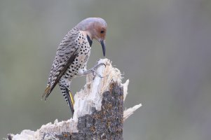 Yellow-shafted Flicker_31713.JPG