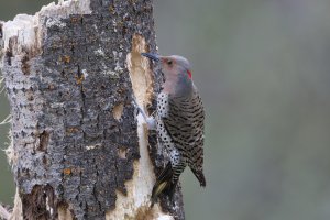 Y S Northern flicker_31692.JPG
