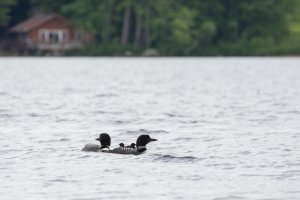 loons_on_the_lake.jpg