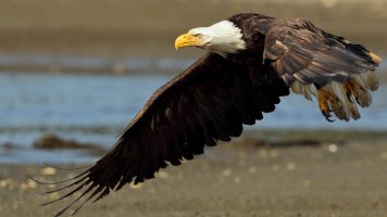 Bald eagle 1D4 300X2_7531.JPG